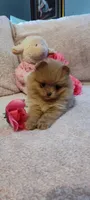 Katie, a female Pomeranian for sale in Van Buren, AR – 5 of 6
