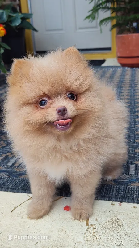 Katie – Pomeranian puppy for sale in Van Buren, AR