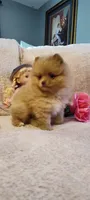 Katie, a female Pomeranian for sale in Van Buren, AR – 4 of 6