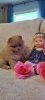 Katie, a female Pomeranian for sale in Van Buren, AR – 6 of 6