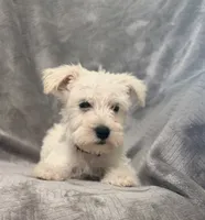 Vientos, a male Miniature Schnauzer for sale in Lehigh Acres, FL – 3 of 4