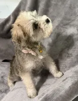 Valentina, a female Miniature Schnauzer for sale in Lehigh Acres, FL – 2 of 5
