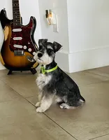 Valentina, a female Miniature Schnauzer for sale in Lehigh Acres, FL – 4 of 5