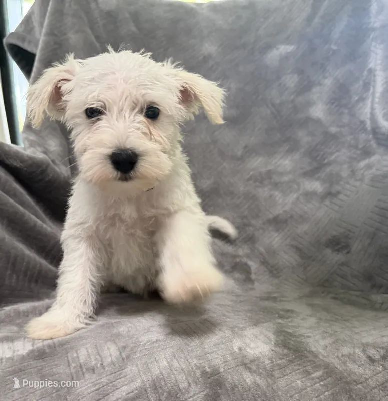 Vientos – Miniature Schnauzer puppy for sale in Lehigh Acres, FL