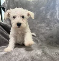 Vientos, a male Miniature Schnauzer for sale in Lehigh Acres, FL – 1 of 4