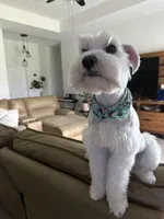 Valentina, a female Miniature Schnauzer for sale in Lehigh Acres, FL – 5 of 5