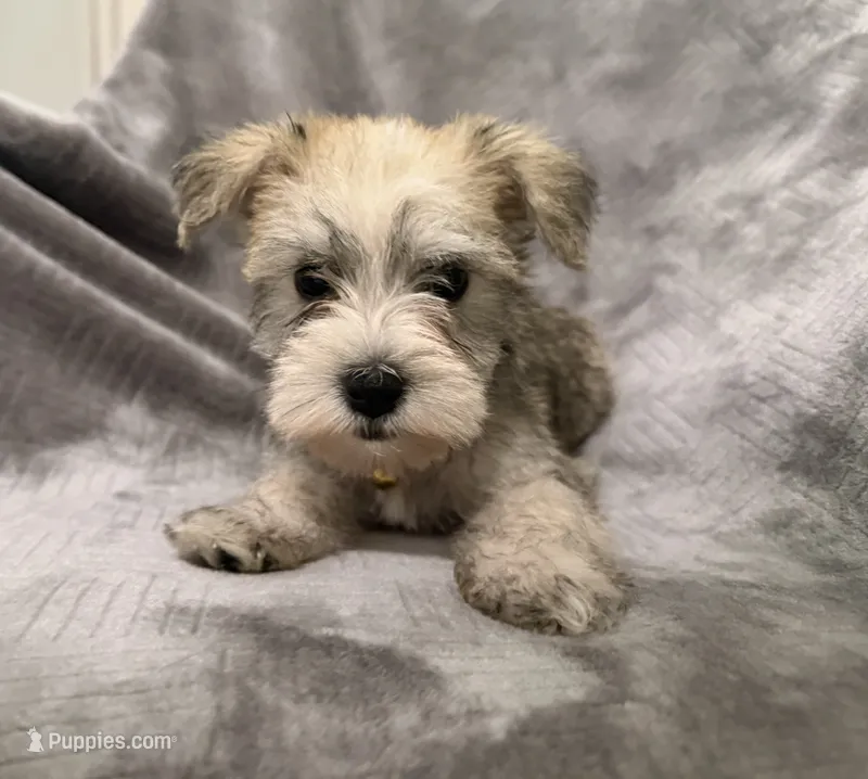 Valentina – Miniature Schnauzer puppy for sale in Lehigh Acres, FL