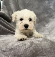 Vientos, a male Miniature Schnauzer for sale in Lehigh Acres, FL – 4 of 4
