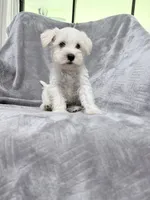 Roger, a male Miniature Schnauzer for sale in Lehigh Acres, FL – 4 of 6