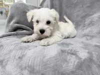 Roger, a male Miniature Schnauzer for sale in Lehigh Acres, FL – 3 of 6