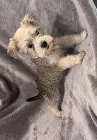 Valentina, a female Miniature Schnauzer for sale in Lehigh Acres, FL – 3 of 5