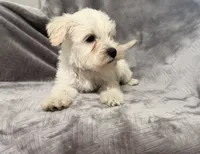 Vientos, a male Miniature Schnauzer for sale in Lehigh Acres, FL – 2 of 4