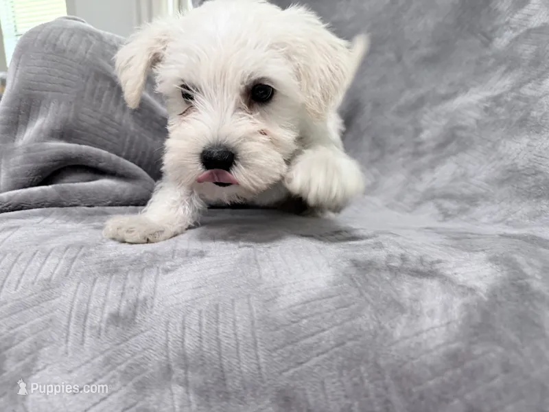 Roger – Miniature Schnauzer puppy for sale in Lehigh Acres, FL