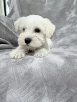 Roger, a male Miniature Schnauzer for sale in Lehigh Acres, FL – 2 of 6