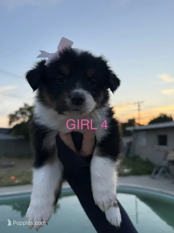 GIRL 4 – Australian Shepherd puppy for sale in West Covina, CA
