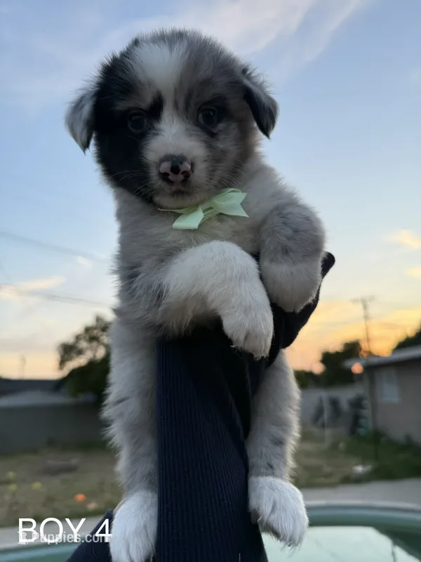 BOY 4 – Australian Shepherd puppy for sale in West Covina, CA