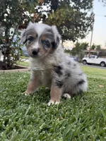 Chunky , a male Australian Shepherd for sale in West Covina, CA – 3 of 4