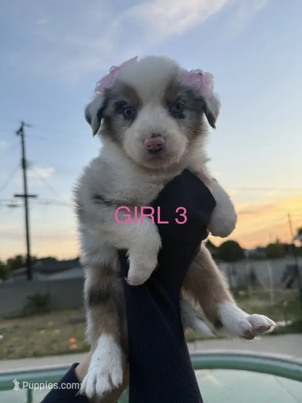 GIRL 3 – Australian Shepherd puppy for sale in West Covina, CA