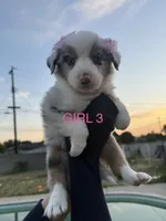 GIRL 3, a female Australian Shepherd for sale in West Covina, CA – 1 of 2