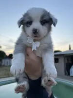 BOY 2, a male Australian Shepherd for sale in West Covina, CA – 2 of 2
