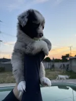 BOY 4, a male Australian Shepherd for sale in West Covina, CA – 2 of 2