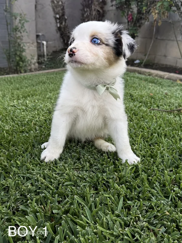 BOY 1 – Australian Shepherd puppy for sale in West Covina, CA