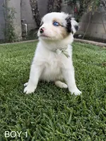 BOY 1, a male Australian Shepherd for sale in West Covina, CA – 1 of 1