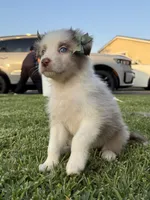 GIRL 2, a female Australian Shepherd for sale in West Covina, CA – 2 of 2