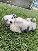 BOY 6, a male Australian Shepherd for sale in West Covina, CA – 2 of 2