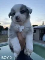 BOY 2, a male Australian Shepherd for sale in West Covina, CA – 1 of 2