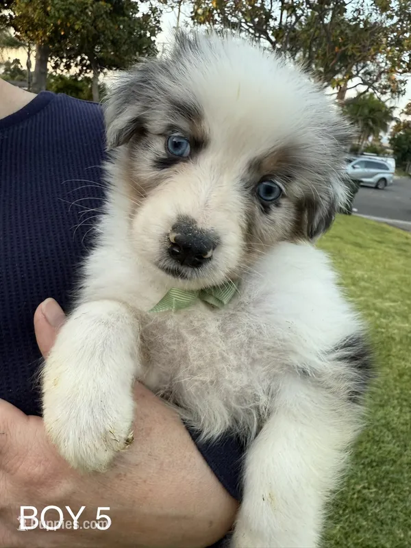 BOY 5 – Australian Shepherd puppy for sale in West Covina, CA
