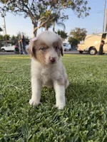 GIRL 1, a female Australian Shepherd for sale in West Covina, CA – 2 of 2