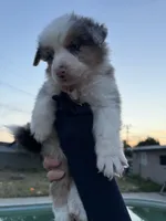 BOY 3, a male Australian Shepherd for sale in West Covina, CA – 2 of 2