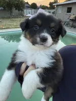 GIRL 4, a female Australian Shepherd for sale in West Covina, CA – 2 of 2