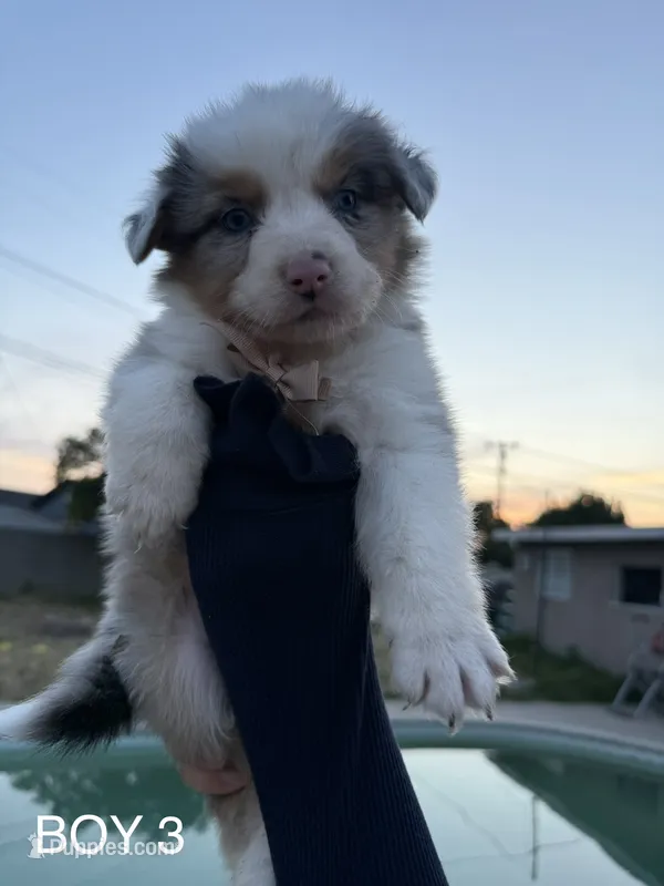BOY 3 – Australian Shepherd puppy for sale in West Covina, CA