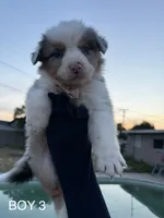 BOY 3, a male Australian Shepherd for sale in West Covina, CA – 1 of 2