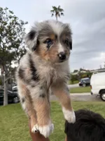 Chunky , a male Australian Shepherd for sale in West Covina, CA – 2 of 4