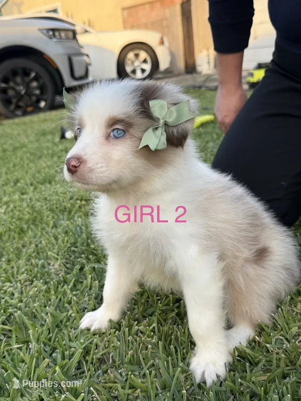 GIRL 2 – Australian Shepherd puppy for sale in West Covina, CA