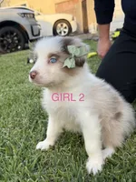 GIRL 2, a female Australian Shepherd for sale in West Covina, CA – 1 of 2