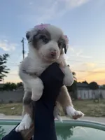 GIRL 3, a female Australian Shepherd for sale in West Covina, CA – 2 of 2