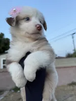 GIRL 5, a female Australian Shepherd for sale in West Covina, CA – 2 of 2