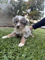 Chunky , a male Australian Shepherd for sale in West Covina, CA – 4 of 4