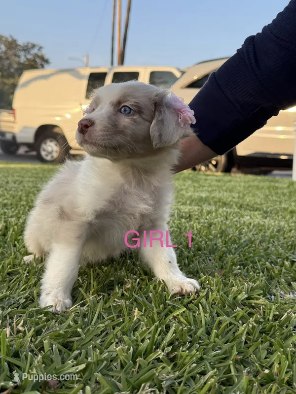 GIRL 1 – Australian Shepherd puppy for sale in West Covina, CA