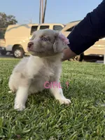 GIRL 1, a female Australian Shepherd for sale in West Covina, CA – 1 of 2