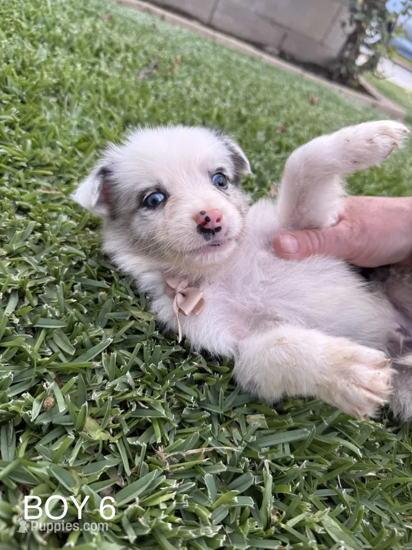 BOY 6 – Australian Shepherd puppy for sale in West Covina, CA