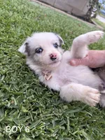 BOY 6, a male Australian Shepherd for sale in West Covina, CA – 1 of 2
