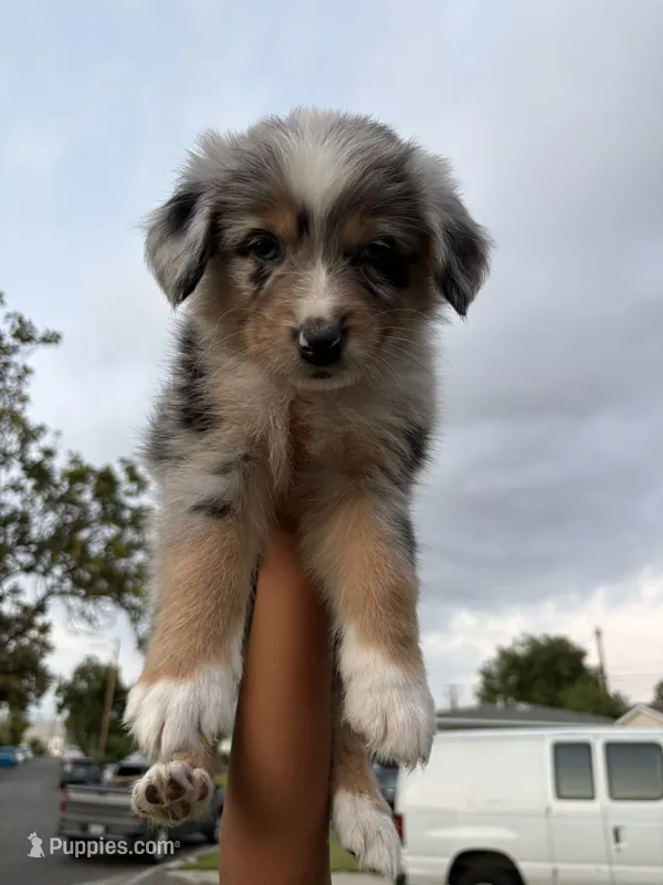 Chunky  – Australian Shepherd puppy for sale in West Covina, CA