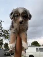 Chunky , a male Australian Shepherd for sale in West Covina, CA – 1 of 4