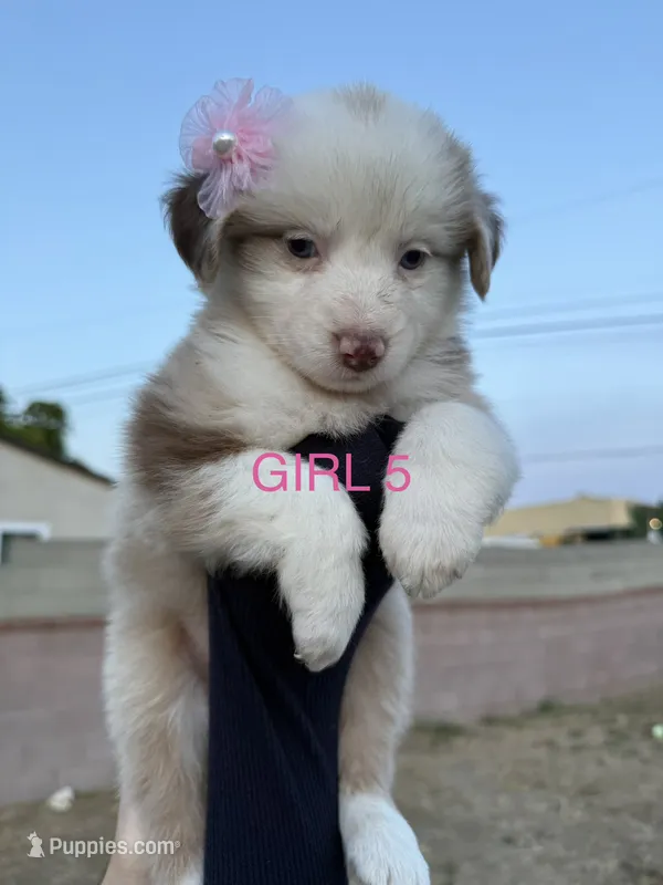 GIRL 5 – Australian Shepherd puppy for sale in West Covina, CA