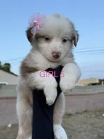 GIRL 5, a female Australian Shepherd for sale in West Covina, CA – 1 of 2